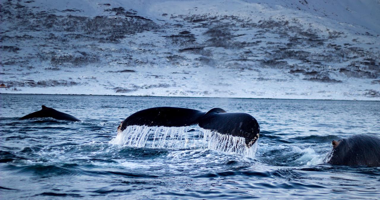 Lodge Vannoy Sport Og Havfiske Vannvag